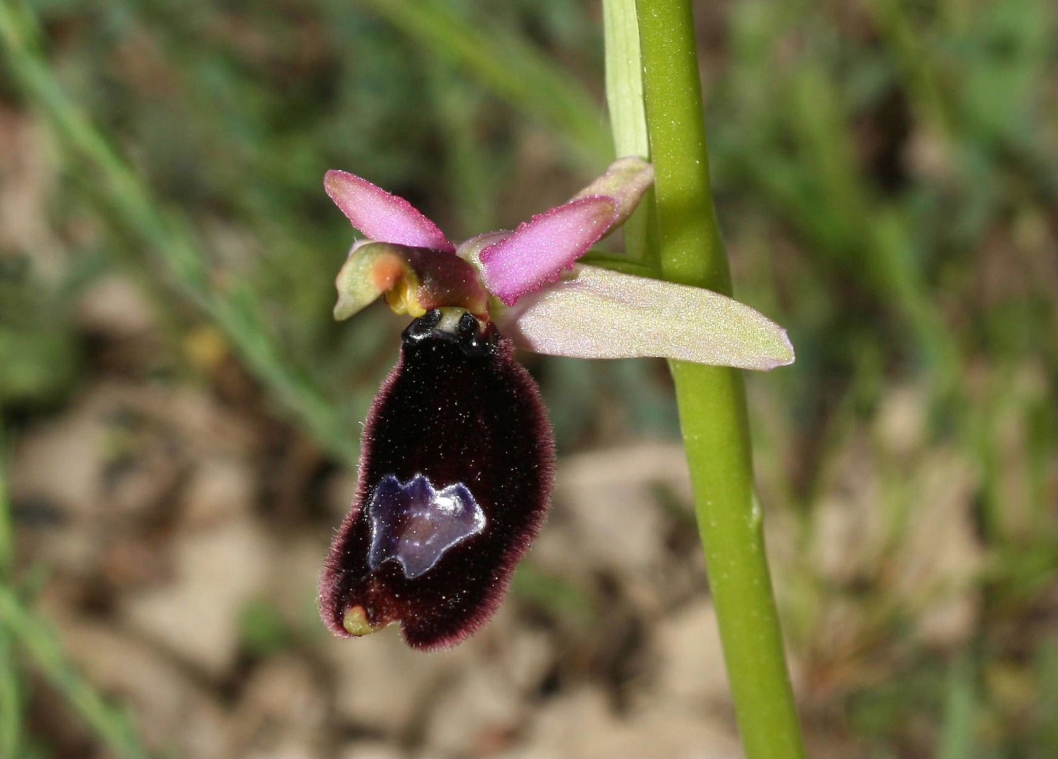 Ophrys romolinii ??